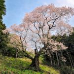 左近桜