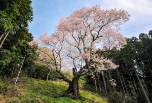 左近桜